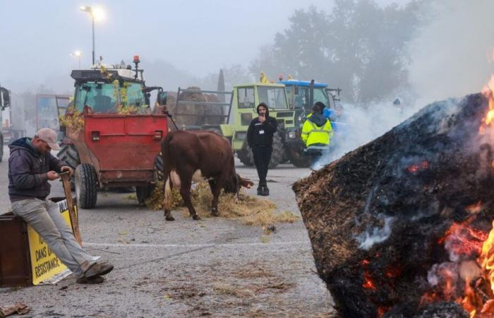 Movilización de agricultores: ¿qué puedes esperar cerca de ti este domingo?