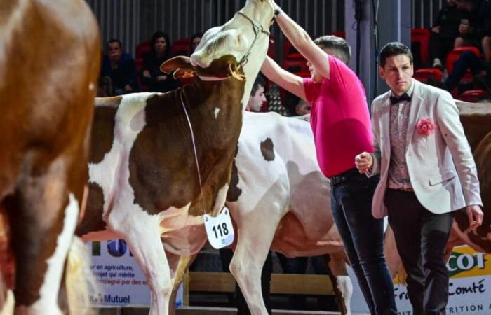 La Montbéliarde como estrella invitada en el concurso departamental “Doubs, tierra de cría”