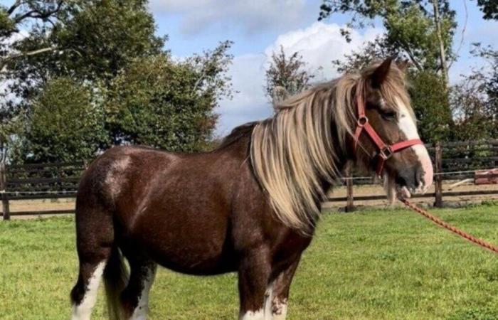 Un “desenlace dramático” para el caballo de pura raza desaparecido