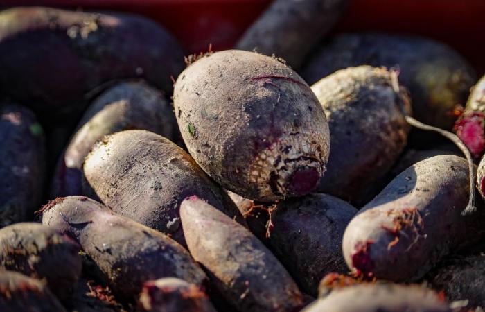 En Charente-Maritime, el éxito de los proyectos participativos en las explotaciones agrícolas.