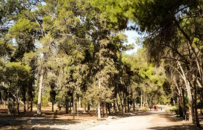 El estado de los bosques marroquíes es preocupante, según los expertos del IRES