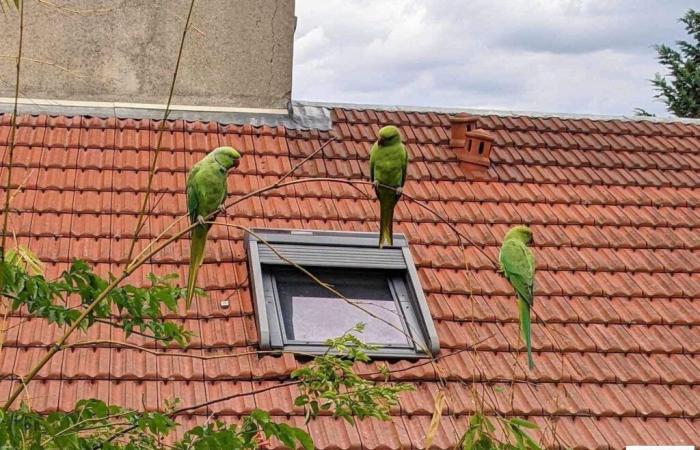 ¿De dónde vienen estos periquitos verdes que vemos en París y en Île-de-France?