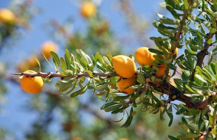 Marruecos lanza un ambicioso proyecto de 10.000 hectáreas de árboles de argán – Consonews