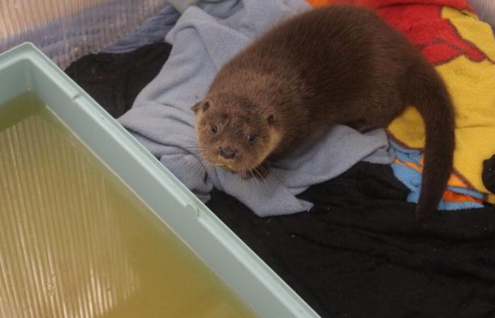 En este centro de animales de Lot y Garona, los cuidadores llevan a cabo un rescate insólito