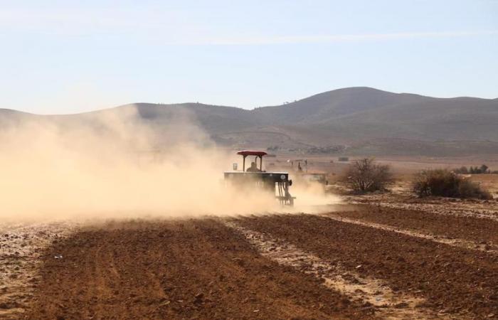 Fez-Mequinez. Aquí está el avance de la campaña agrícola 2024-2025