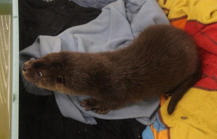 En este centro de animales de Lot y Garona, los cuidadores llevan a cabo un rescate insólito