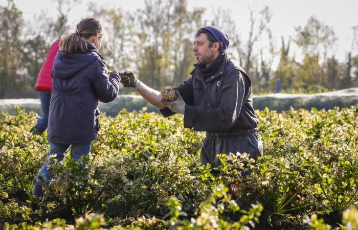 En Charente-Maritime, el éxito de los proyectos participativos en las explotaciones agrícolas.