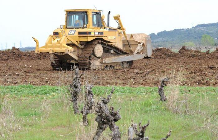 “En el objetivo del gobierno”: la campaña de arranque afectará al 7% de las viñas del Languedoc