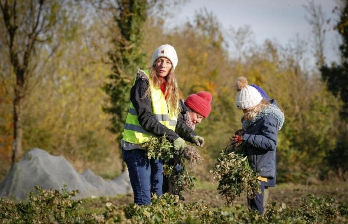 En Charente-Maritime, el éxito de los proyectos participativos en las explotaciones agrícolas.