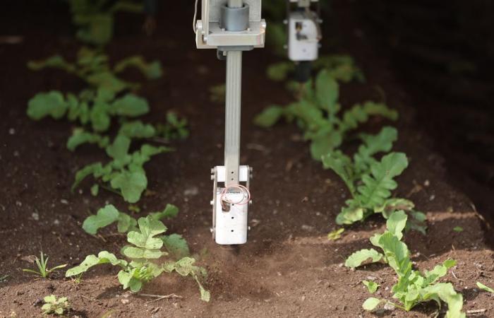 Planeta azul, ideas verdes | Inteligencia artificial para reducir el uso de herbicidas