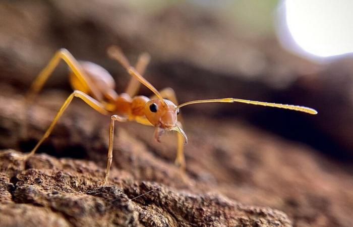 Descubren un nuevo hogar de hormigas eléctricas en Var