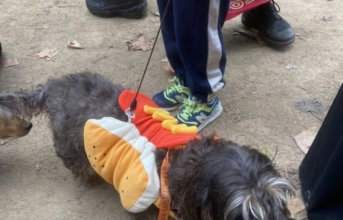 “Paris Sausage Walk 2024”: 500 perros salchicha desfilaron