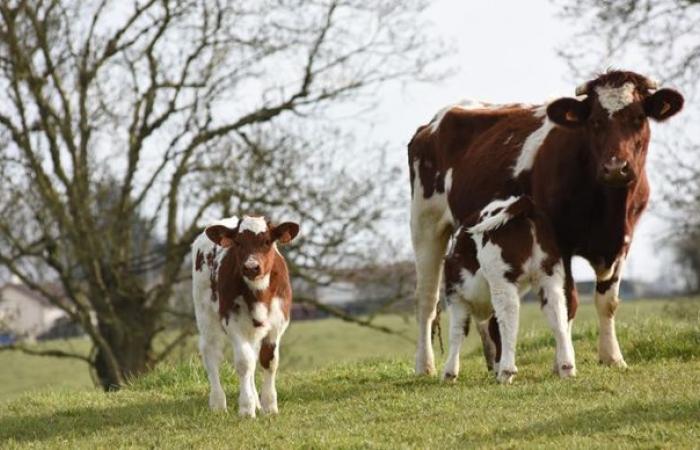 vacunar a las vacas