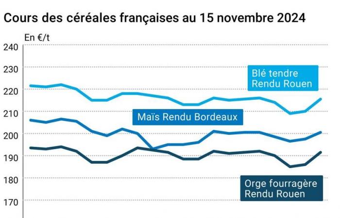 COTidienne | Cereales – Rebote de los precios del trigo y del maíz en la CBOT