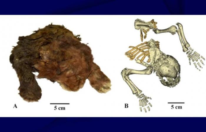 Encuentran en el hielo un gatito con dientes de sable momificado durante 37.000 años