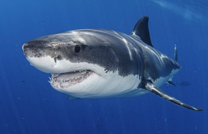 Un gran tiburón blanco de casi 4 metros visto frente a la costa causa sensación