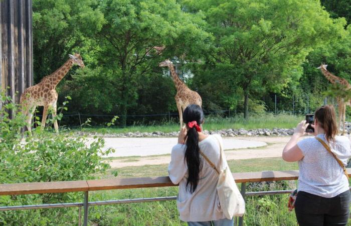 una acción prevista en el parque