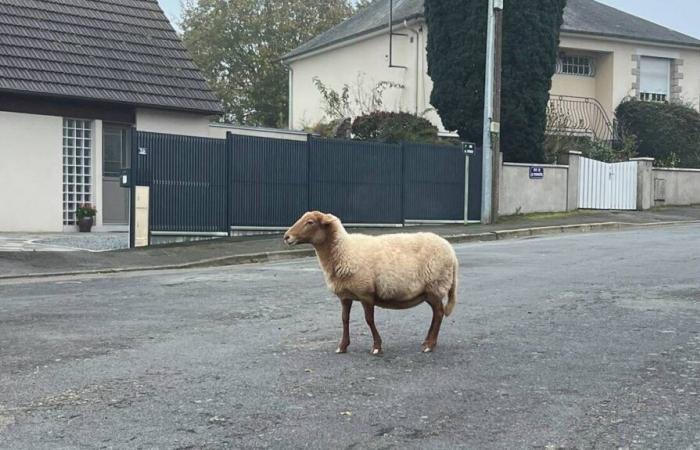 “Rallye”, la única oveja superviviente, fue encontrada por la policía municipal de Laval