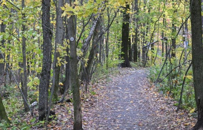 Una estancia en la naturaleza mejoraría la salud mental de determinados jóvenes