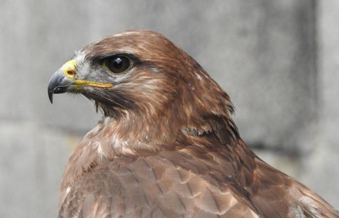 “Pasar de 600 recepciones a 900 es complicado…” Cada vez se rescatan más animales salvajes en Aveyron