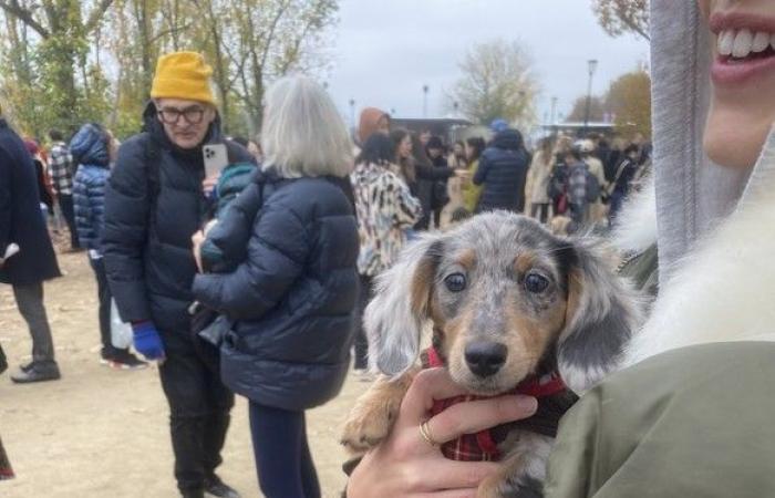 “Paris Sausage Walk 2024”: 500 perros salchicha desfilaron