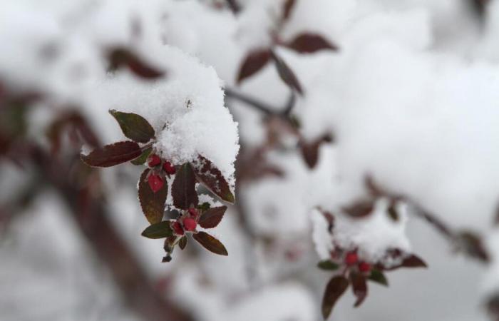 Advertencias de clima invernal en los Estados Unidos, donde se podría ver nieve este fin de semana