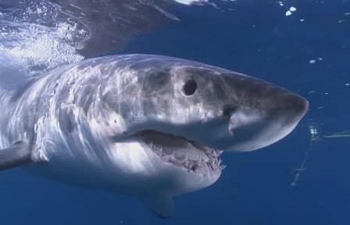 Un tiburón blanco de más de tres metros observado frente a la costa de Var