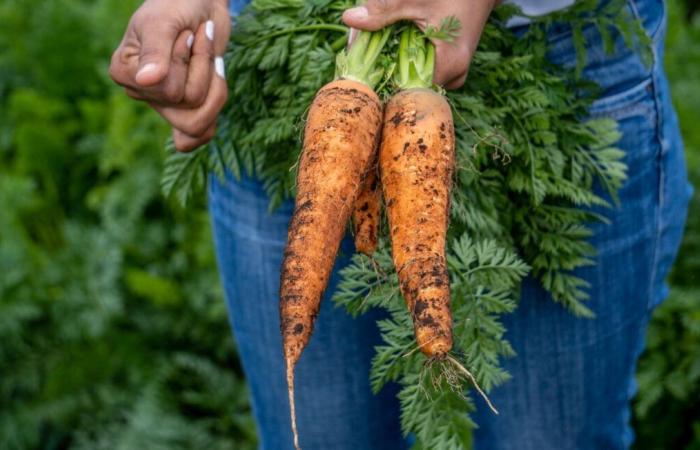 Las zanahorias orgánicas contaminadas con la bacteria E. coli causan una muerte y 38 enfermedades