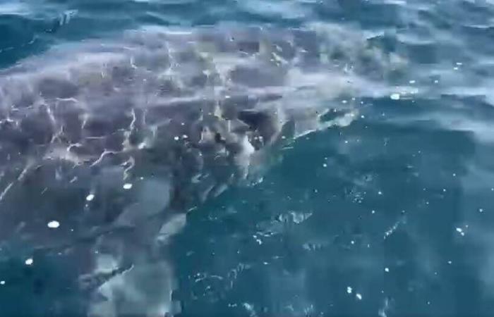 Un gran tiburón blanco observado en las aguas de Port-Cros