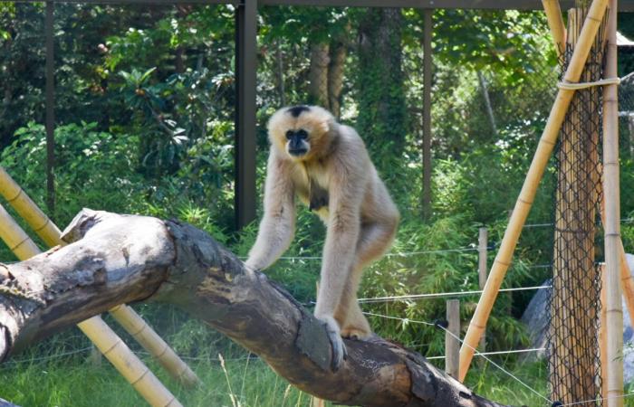 En Lyon, 16 asociaciones piden a Grégory Doucet que cierre el zoológico de la Tête d’Or