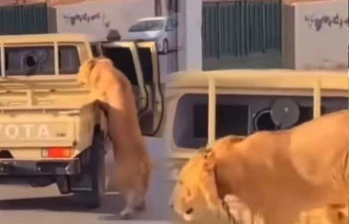 Un león que cae de un coche en las calles de Libia enciende las redes sociales (vídeo)