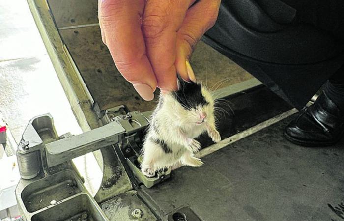 132 hámsteres “peligrosos” comiendo cables eléctricos en la bodega del avión