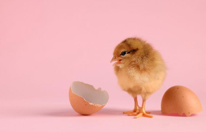 Sabemos cuál del huevo o la gallina fue primero, aquí está la respuesta de la ciencia