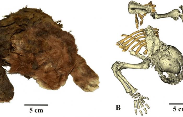 Siberia: joven tigre con dientes de sable descubierto en el permafrost