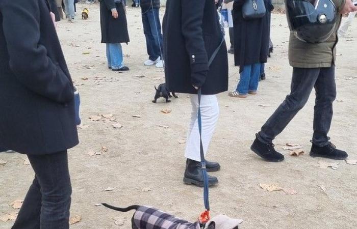 “Paris Sausage Walk 2024”: 500 perros salchicha desfilaron