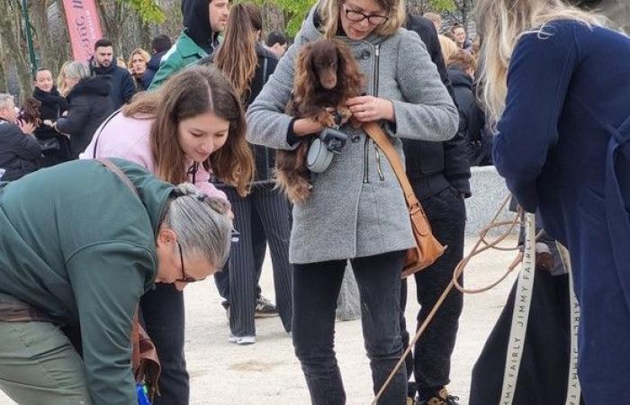 “Paris Sausage Walk 2024”: 500 perros salchicha desfilaron