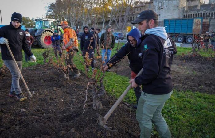 Ira de los agricultores: viñas plantadas, municipios renombrados, más de 80 acciones simbólicas lanzadas en Francia