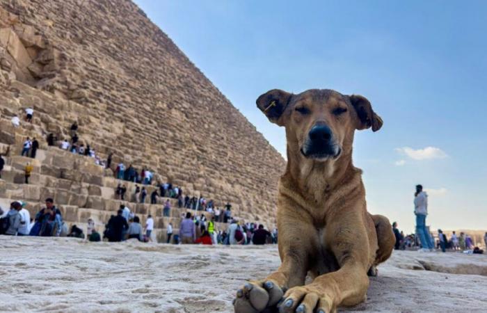 Apolo y sus amigos perros, nuevas estrellas de las pirámides