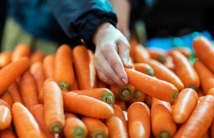 En Estados Unidos, las zanahorias infectadas con E. coli causan una muerte y decenas de enfermedades