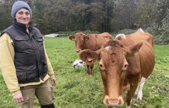 lanza un gatito para financiar su rebaño de vacas