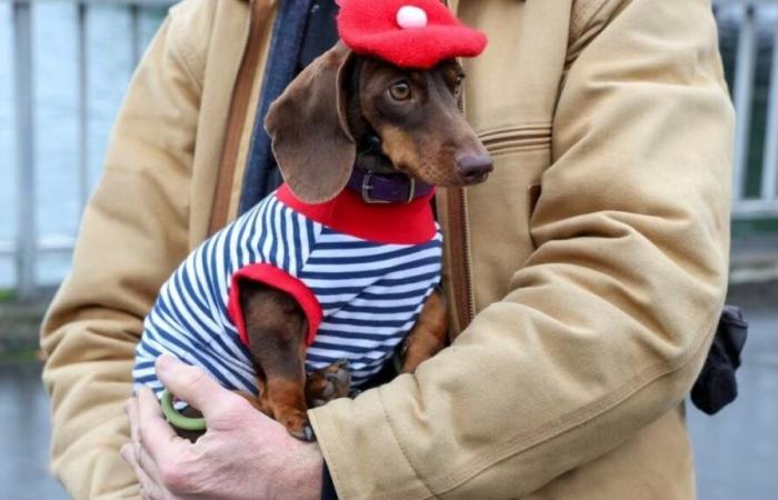 “Paris Sausage Walk 2024”: 500 perros salchicha desfilaron