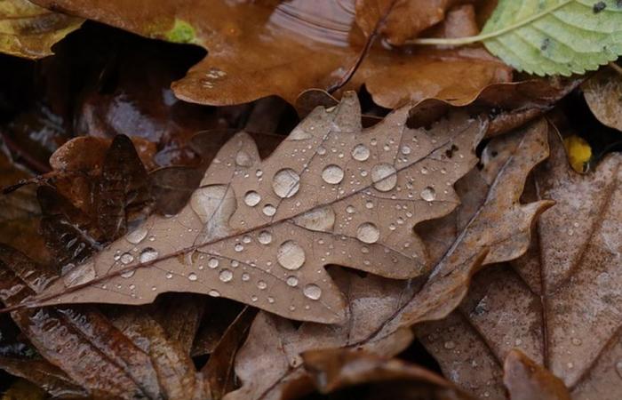 INFORME DEL TIEMPO. Lluvia, fuerte viento y temperaturas suaves para este martes en Normandía.