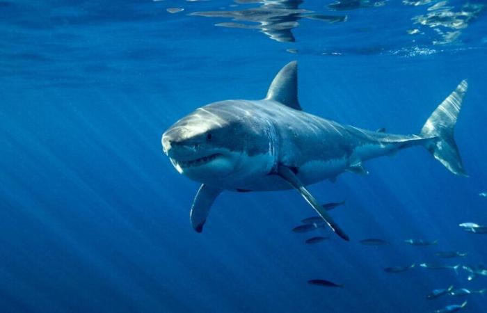 Var: un gran tiburón blanco observado en las aguas de Porquerolles