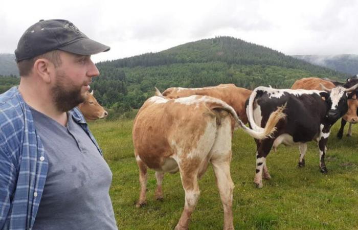 Territorio de Belfort. Una vaca encontrada devorada en un pasto en Etueffont: el lobo sospecha