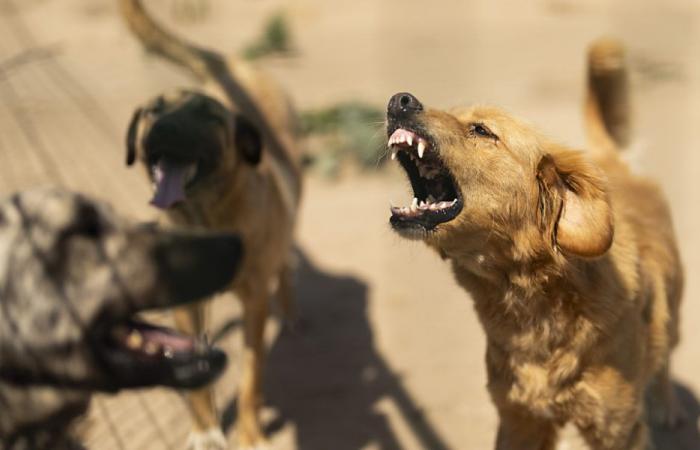 Perros explotados en condiciones “atroces” en Hungría