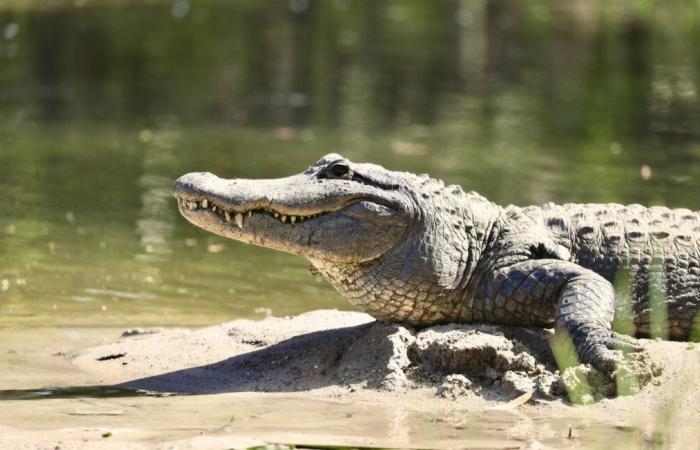 Veterinario condenado por poner un caimán en su casa después de tratarlo