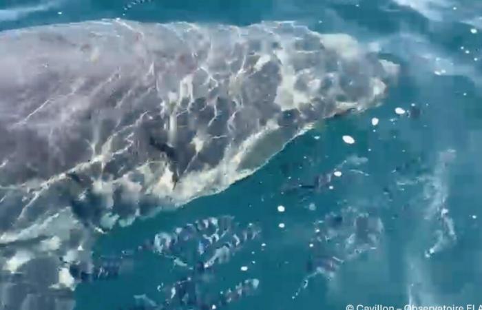 En Var, un gran tiburón blanco visto frente a la costa cerca de Porquerolles