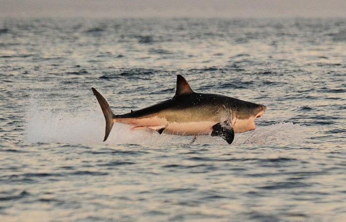 Un gran tiburón blanco visto frente a la costa de Porquerolles.