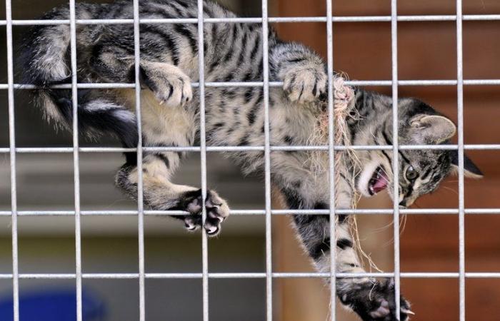 El refugio para gatos de Villefranche pronto verá la luz