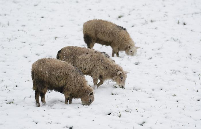 El Reino Unido tiembla ante la llegada de la nieve